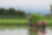 Photograph showing a farmer operating a red rice planting machine in a flooded paddy field, surrounded by green vegetation and distant trees. ​