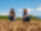 Photograph showing two farmers crouching in a dry, harvested field under a clear blue sky with scattered clouds. Both wear hats and casual clothing, appearing to discuss or inspect soil conditions, with green vegetation and trees visible in the background.​