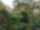 Shaded coffee plantation in Mexico